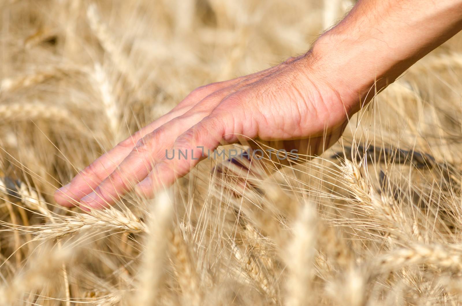 farmers male hand touching spikelets of wheat on the field by Gera8th