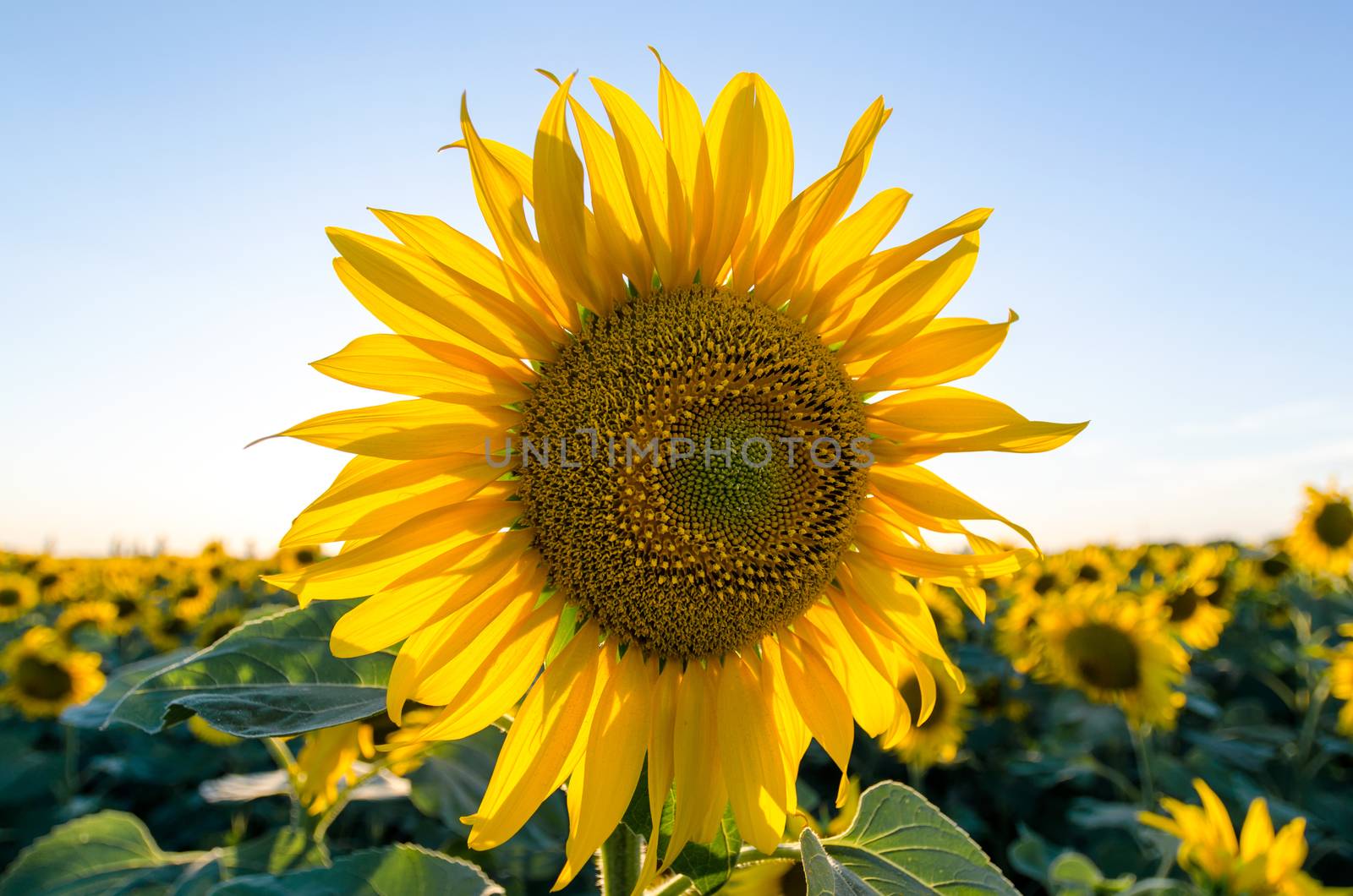 ripe sunflower with yellow leaves close up by Gera8th