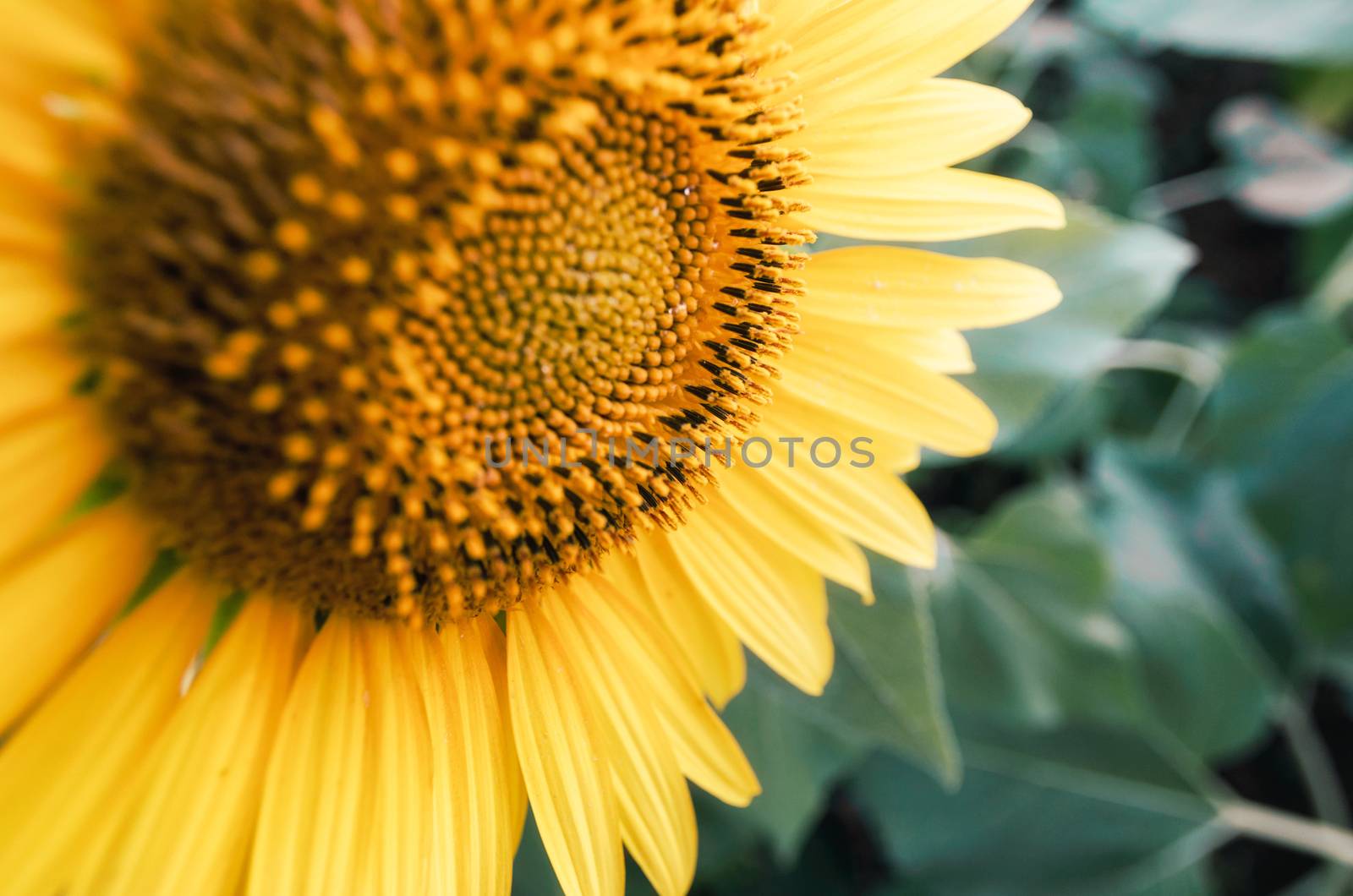 ripe sunflower with yellow leaves closeup farm background