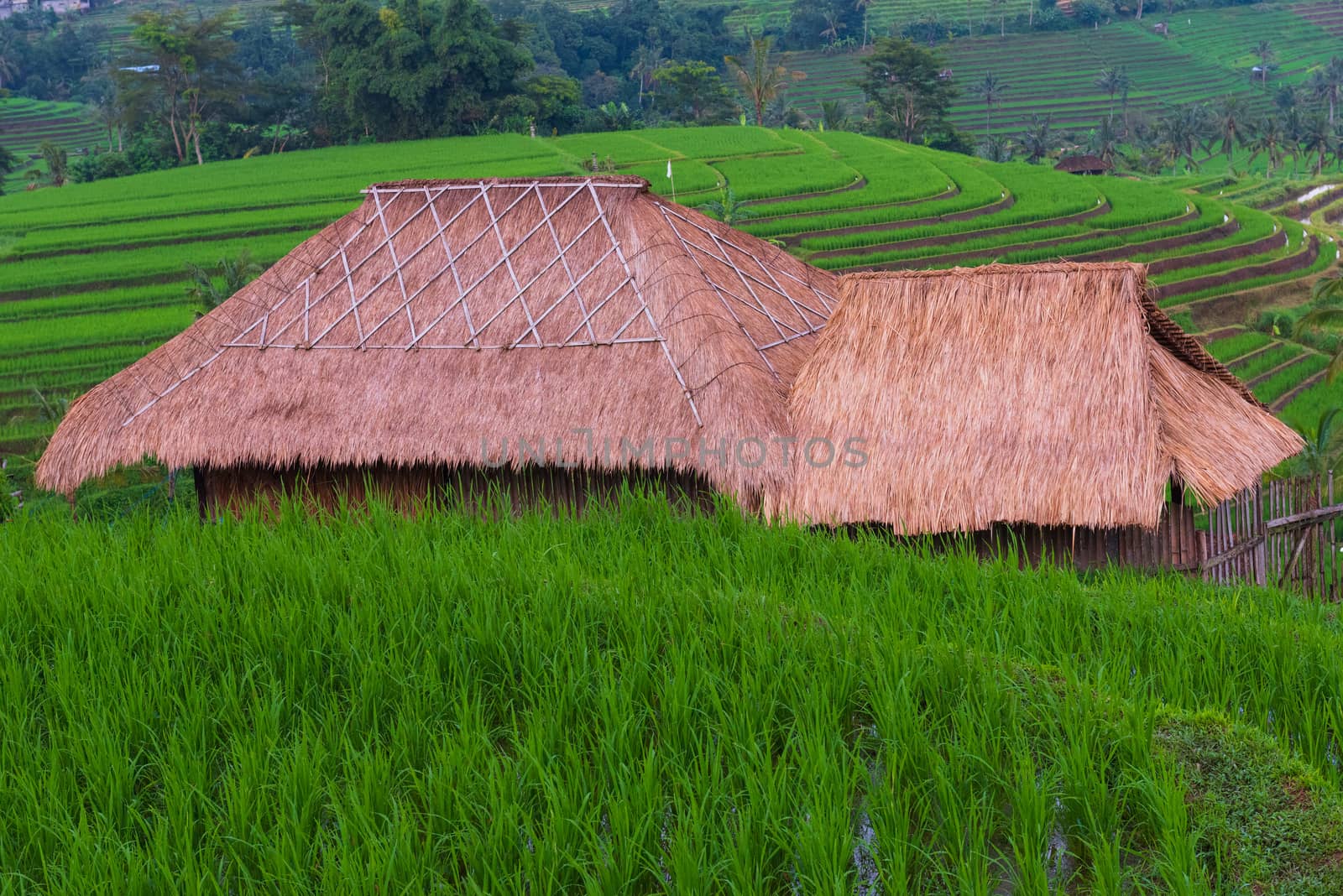 Thatched hut surrounded by terraced rice paddies in Java, Indonesia. A U.N. cultural heritage site.