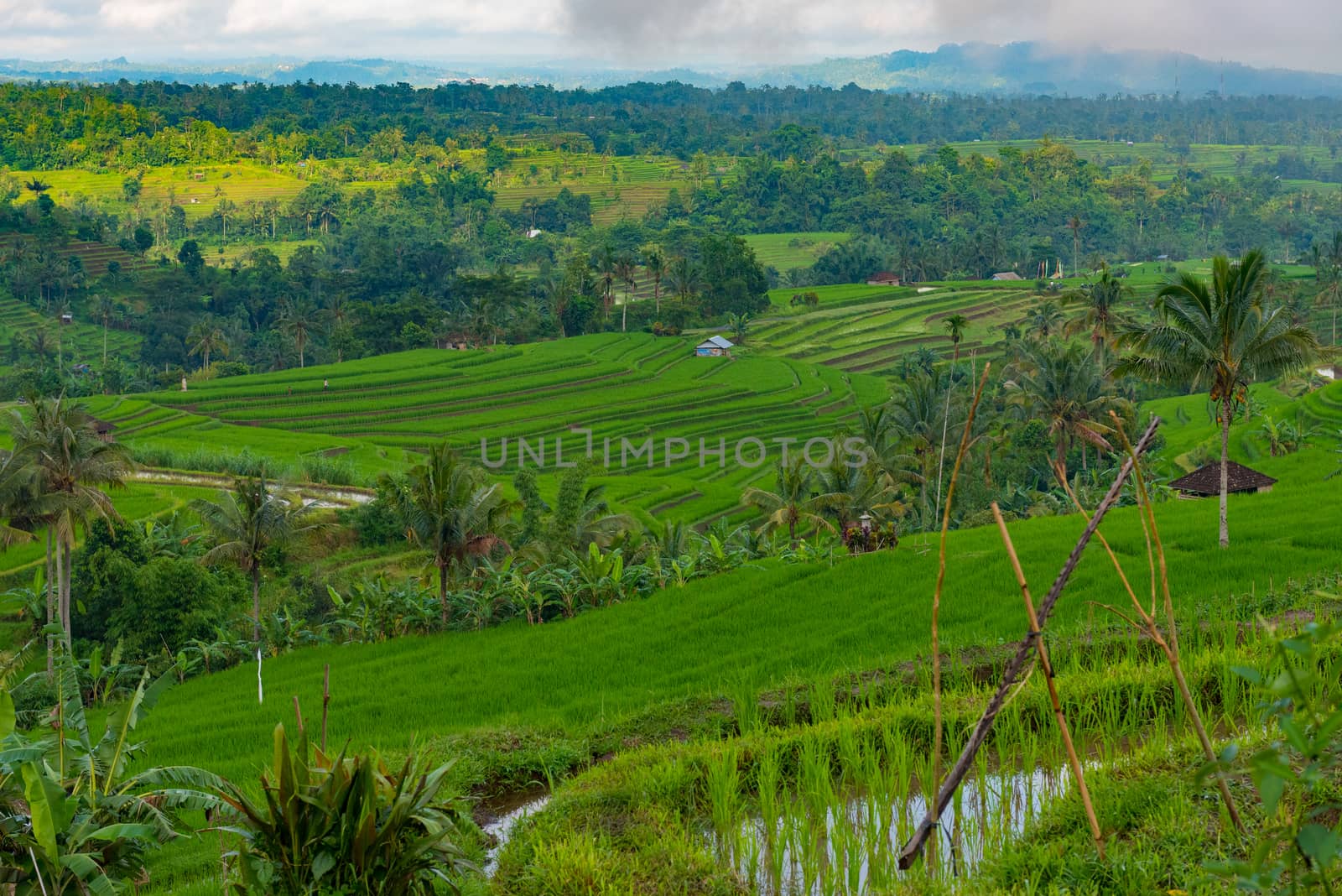 Overlooking terraced rice paddies in Java Indonesia. A UNESCO cultural heritage site.