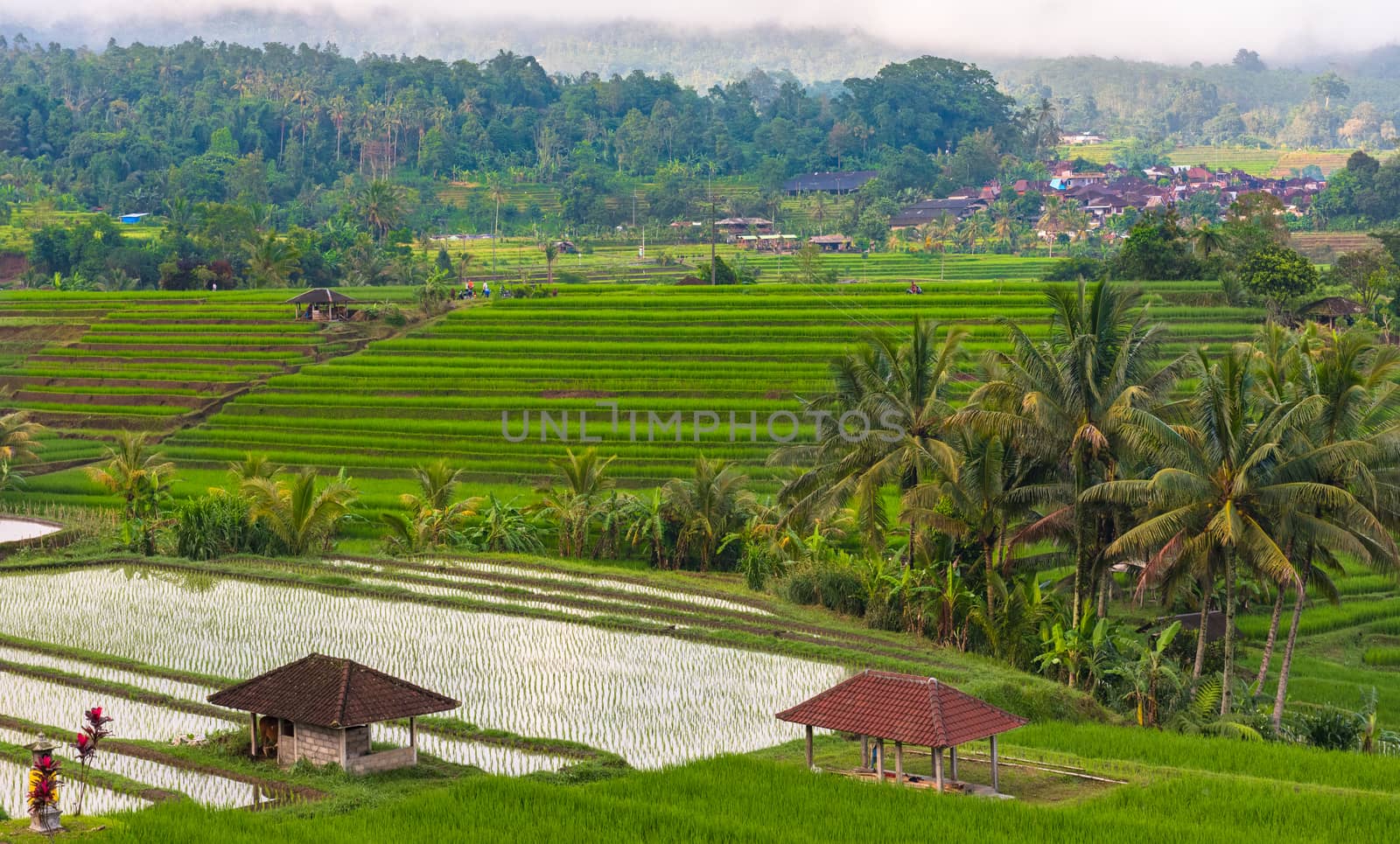 Rice Paddies of Java by jfbenning