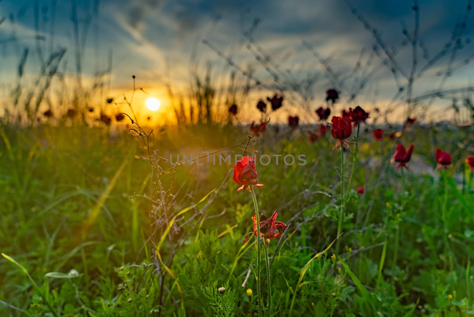 Red Flowers and green grass in ecology walk for nature