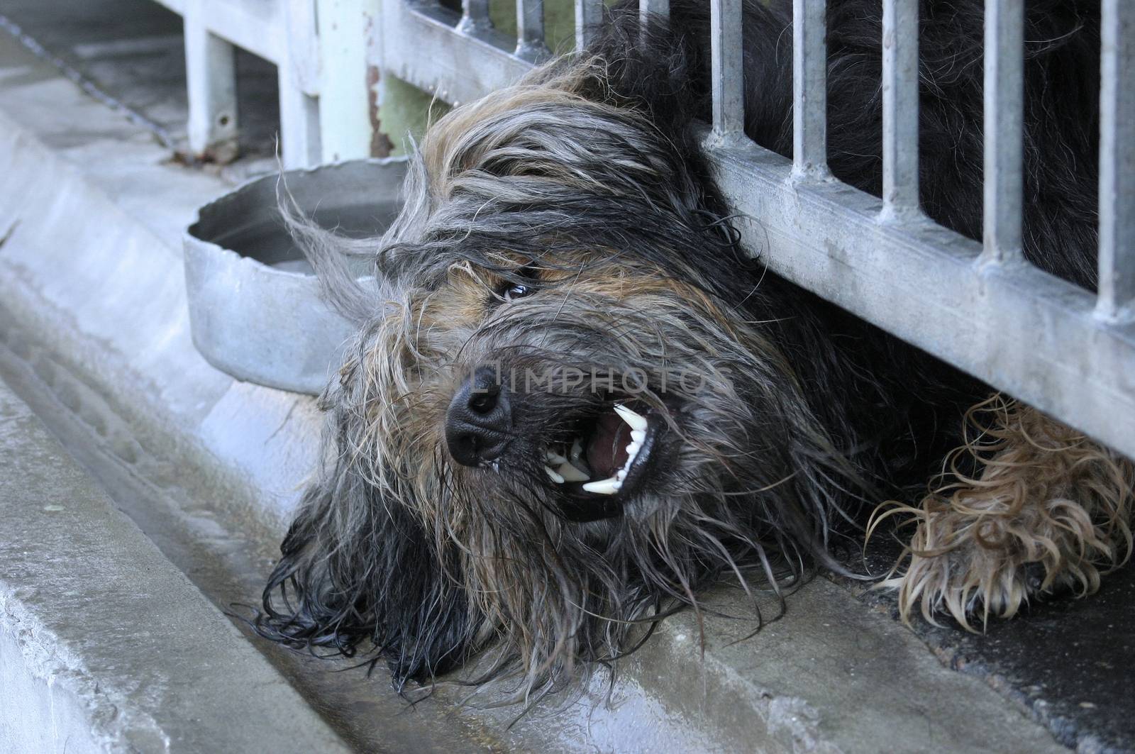 A closed dog is trying to get rid of the bone-yard.