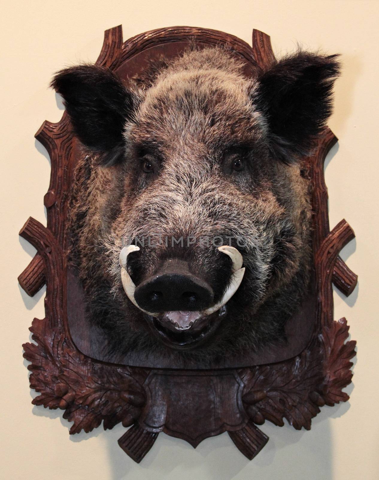 Wild boar trophy with big fangs.