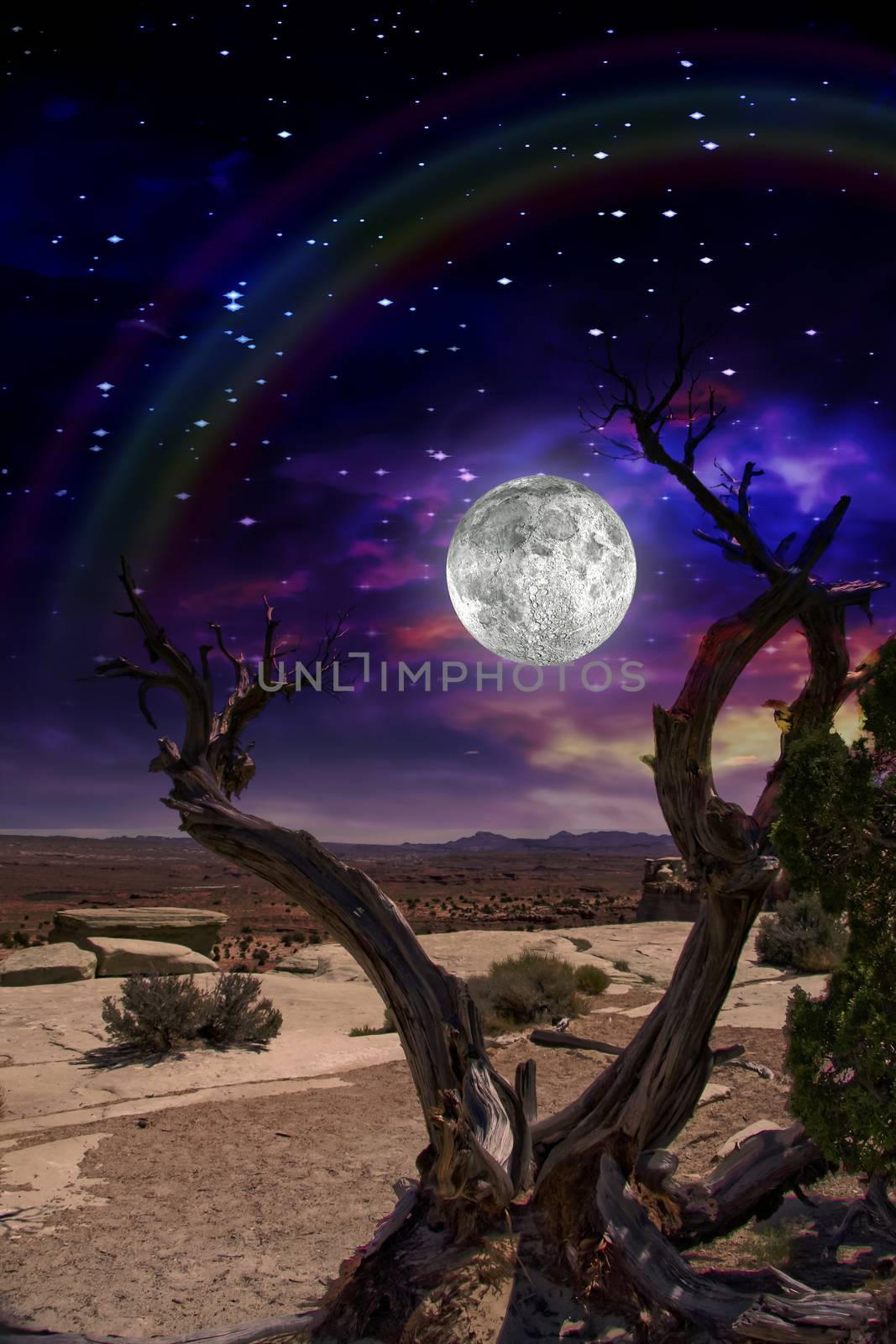 Desert Tree and Horizon with Rainbow