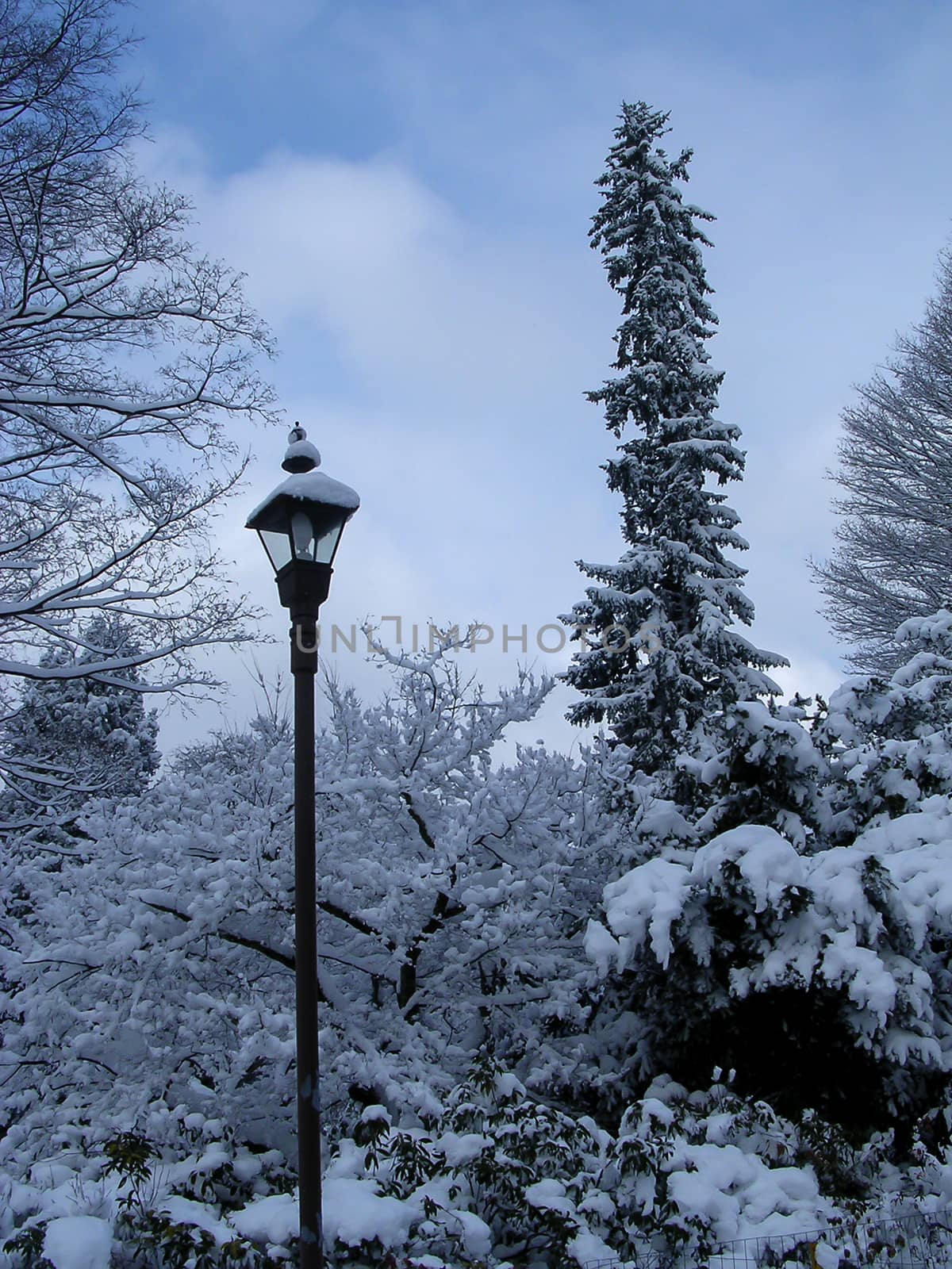 Winter. Light pole by applesstock