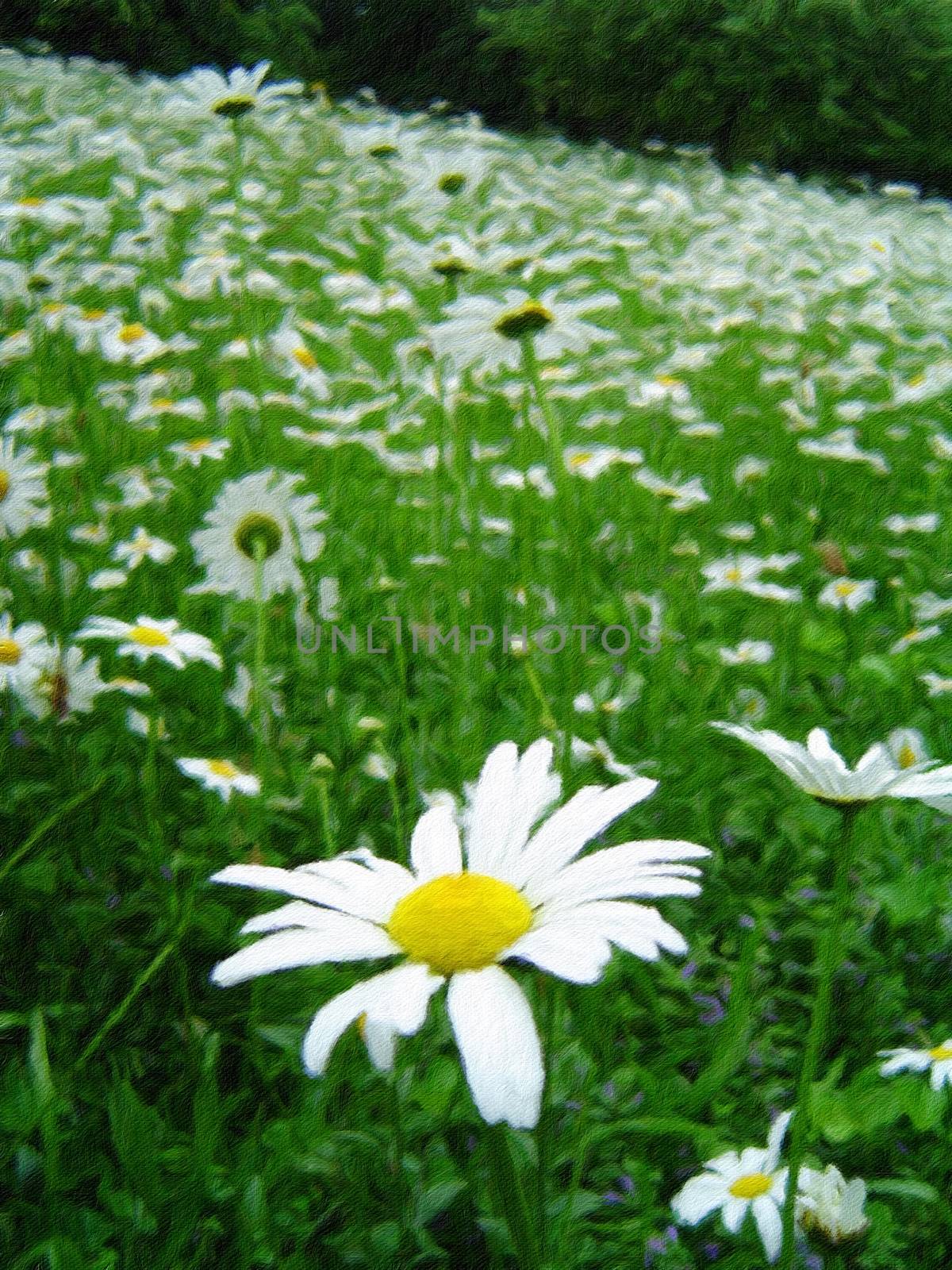 Camomile field by applesstock