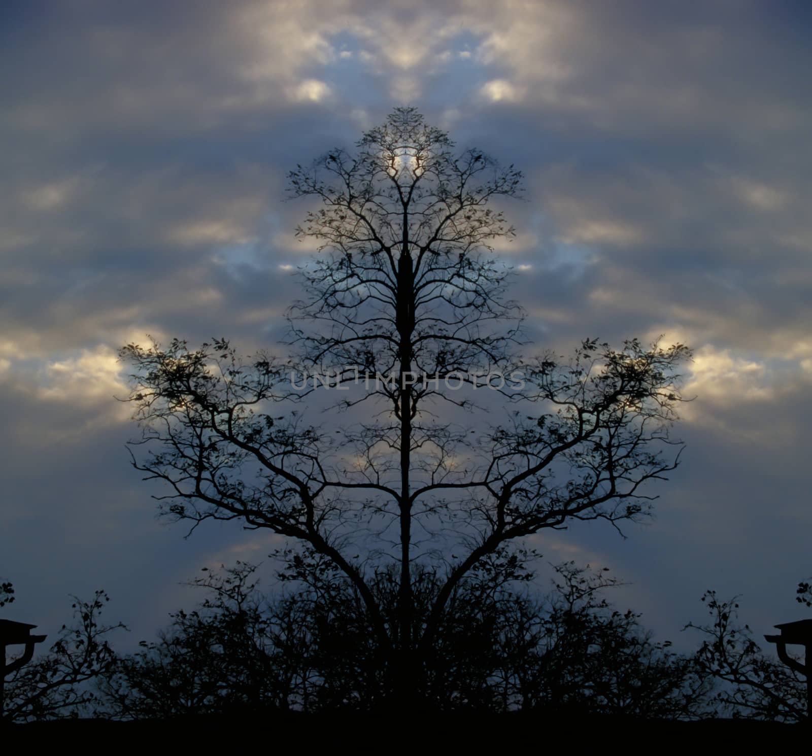 Surreal trees by applesstock