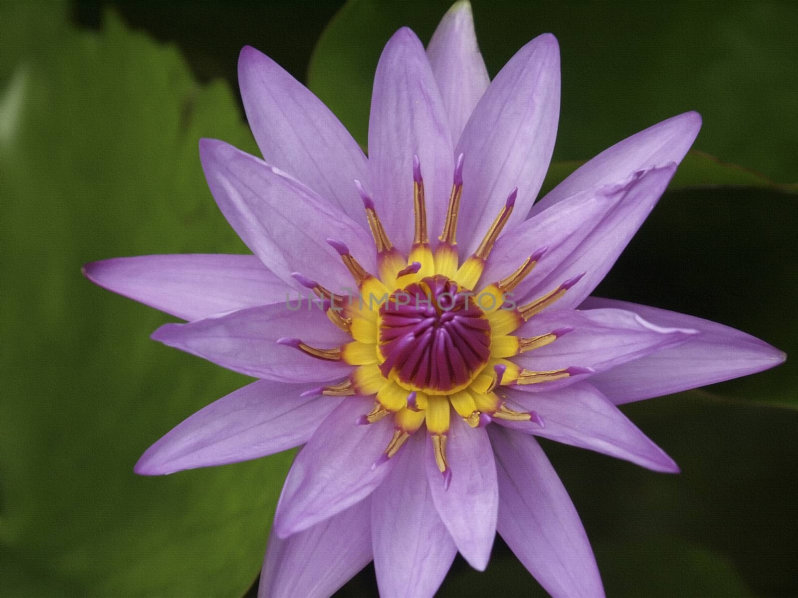 Pink lotus flower and green leafs