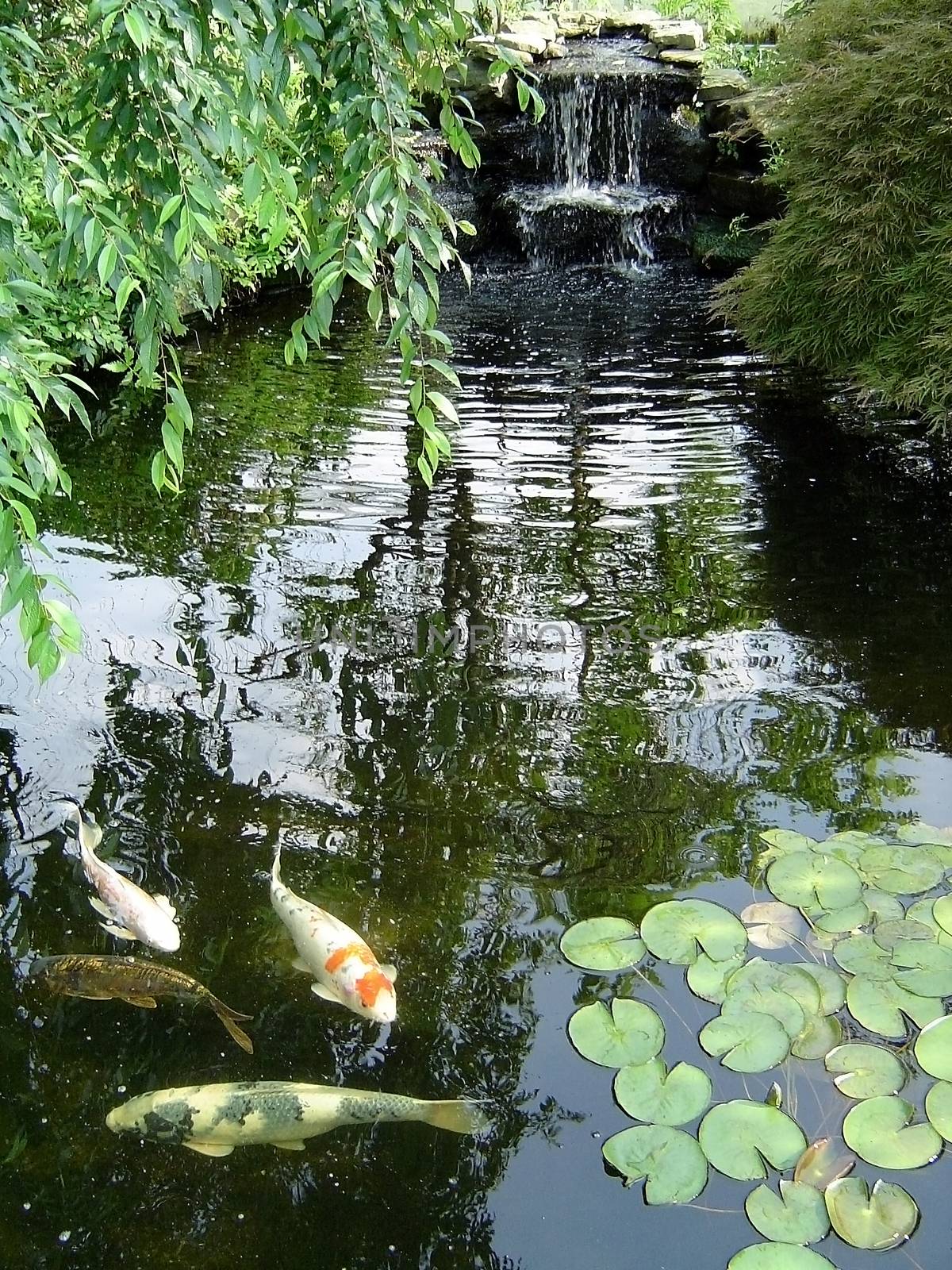 Koi in the quiet pond