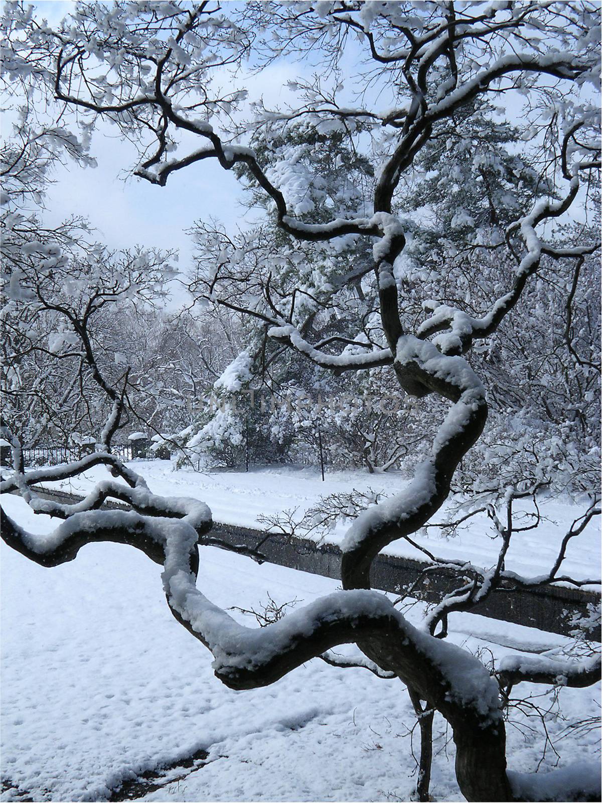 Winter park. Snow on a tree branch.