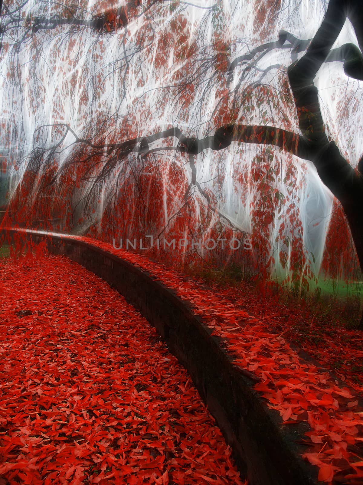 Impressionist autumn scene. Red leafs