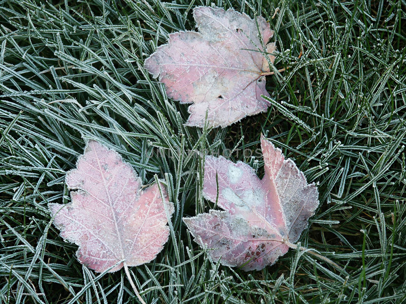 Frost on leaves by applesstock