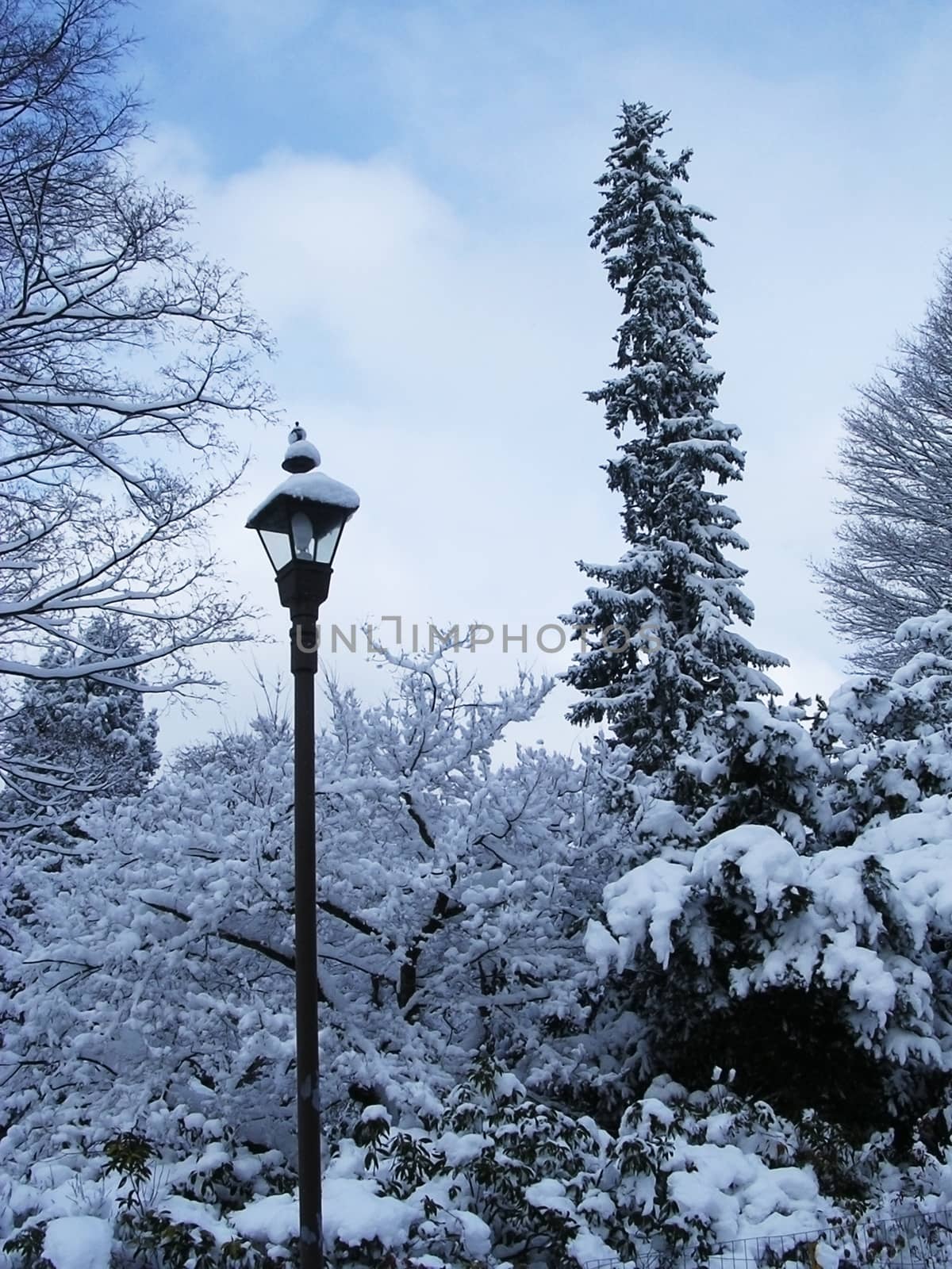 Light pole. Winter trees in snow.