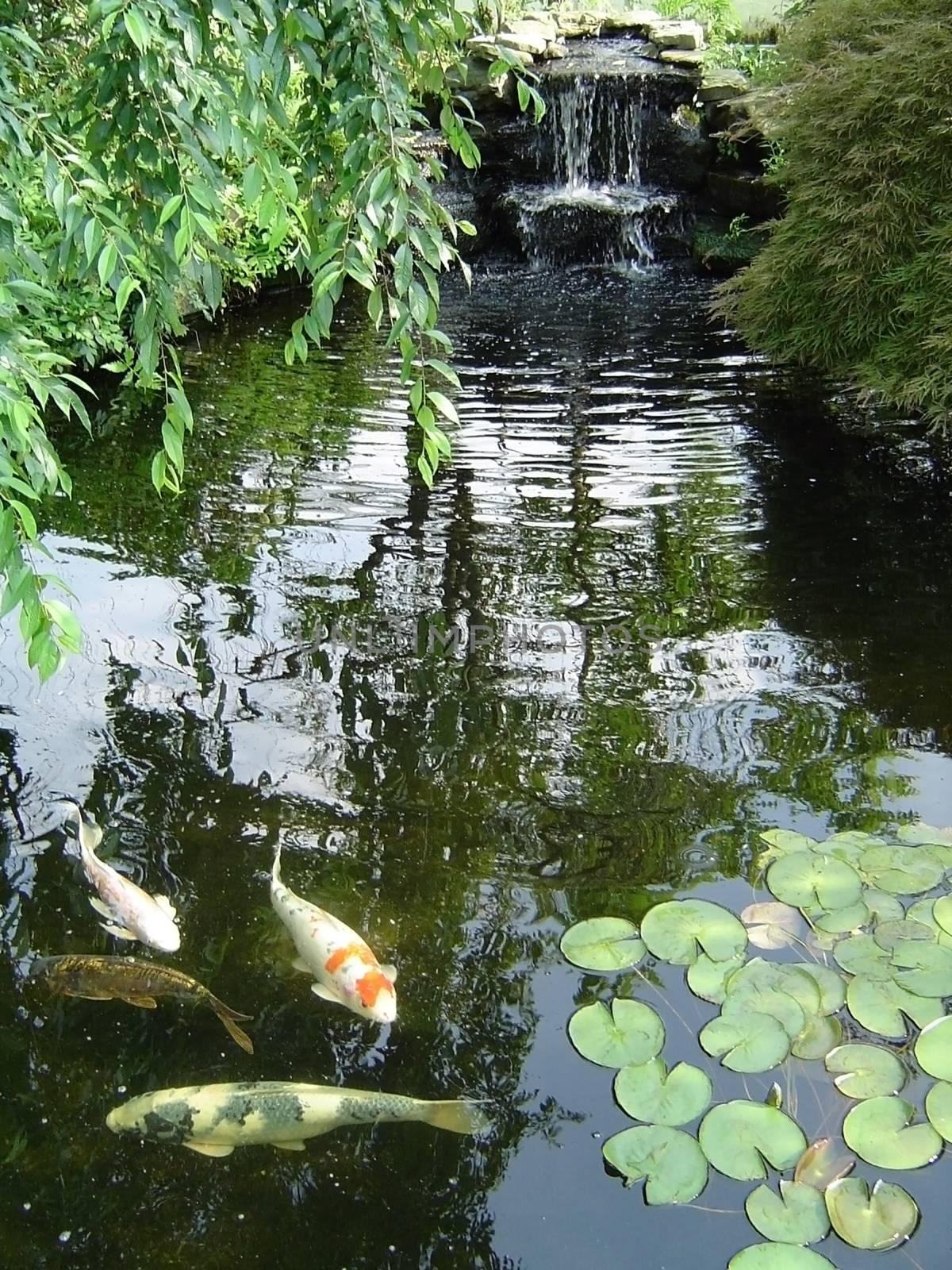 Koi in the quiet pond