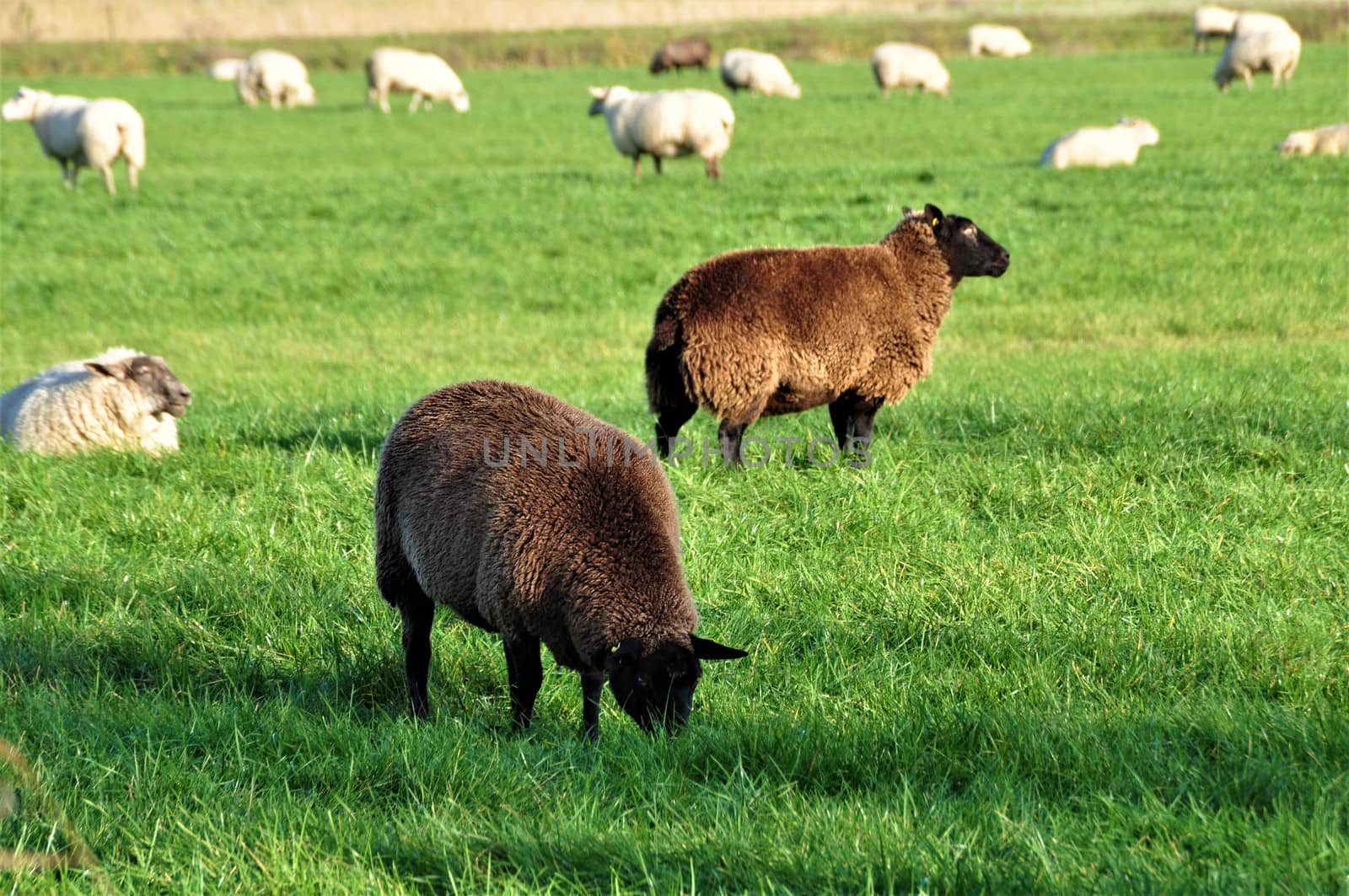 Two black sheep between several white sheep