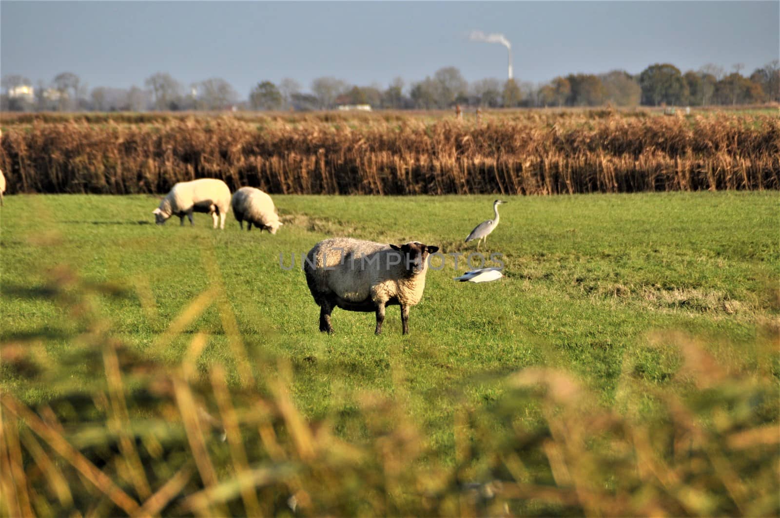 Sheep next to a heron in the pasture