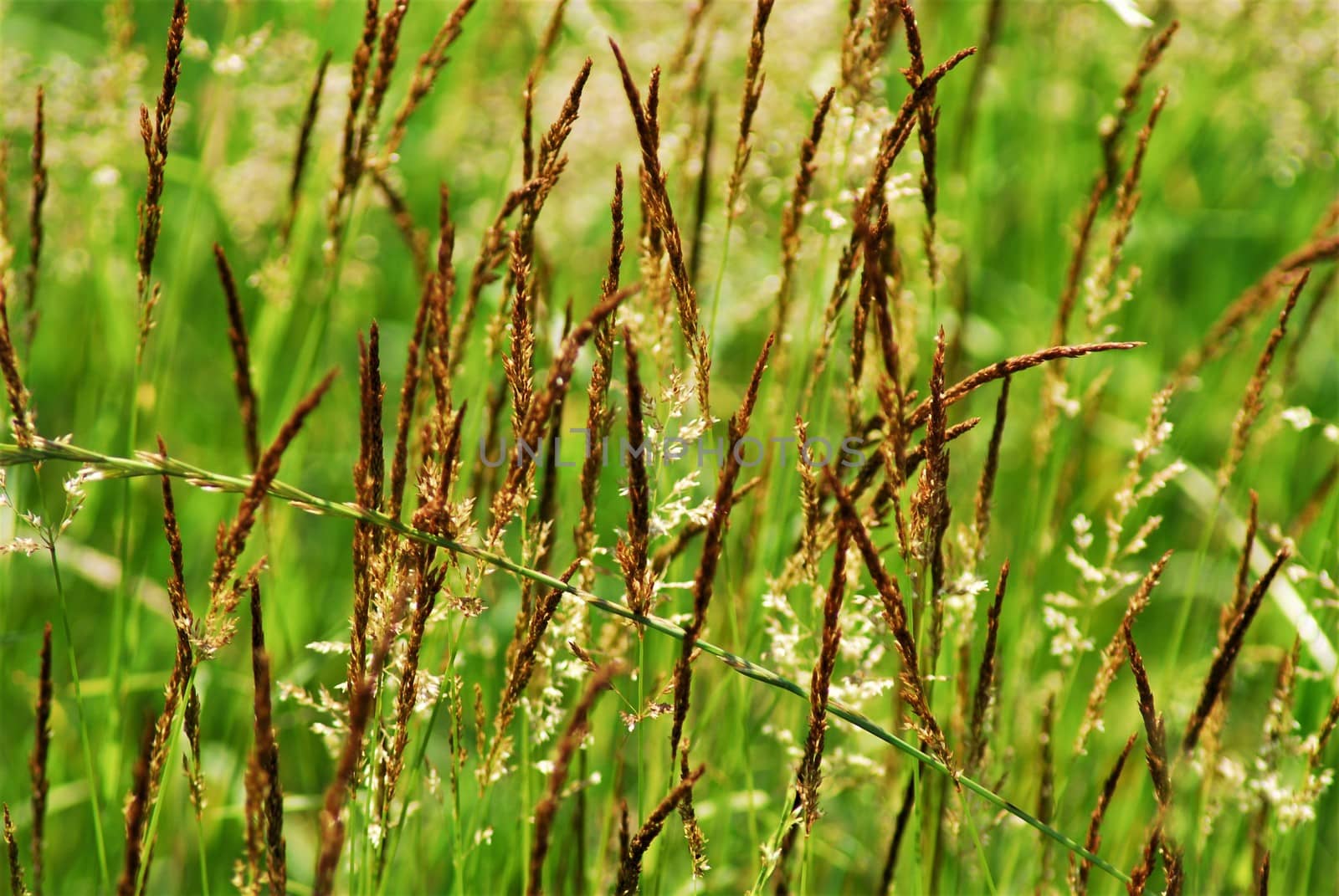 Some brown tall grasses against a green background