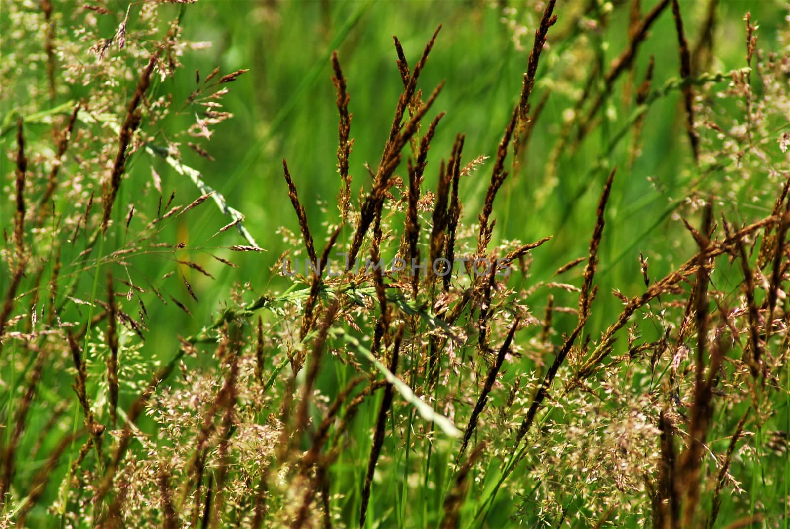 Some brown tall grasses against a green background