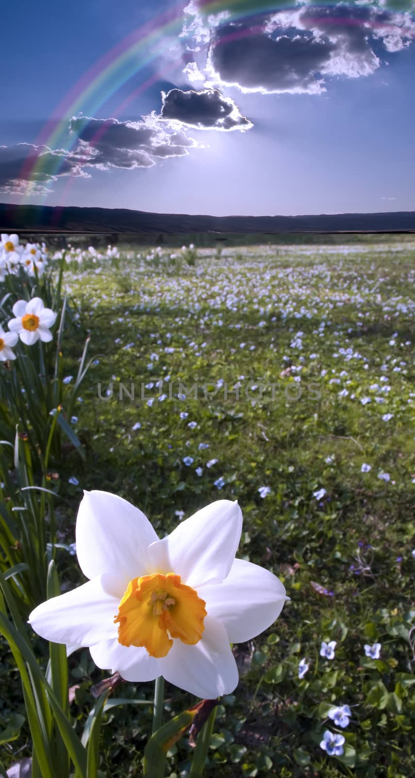 Narcissus field. Mountains at the horizon and cloudy sky.