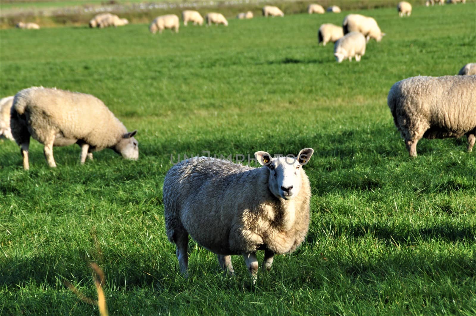 Some sheep on the pasture in northern germany
