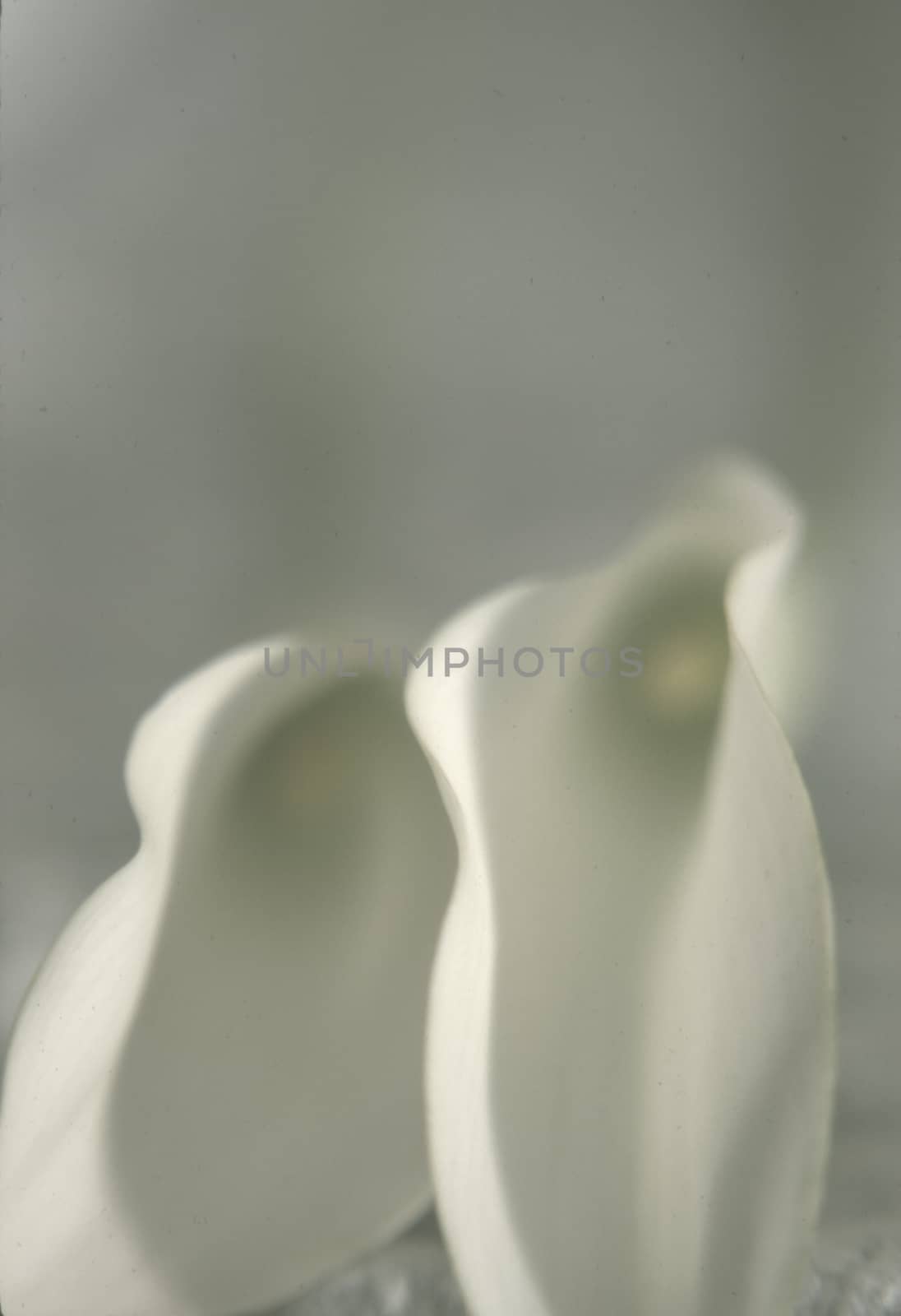 Two white callas buds closeup