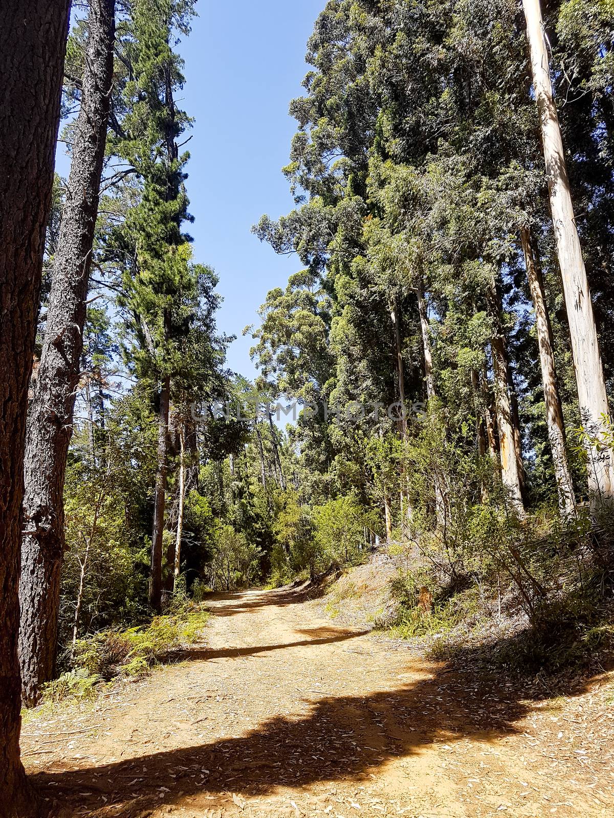 Hiking trail in the Tablemountain National Park, Cape Town. by Arkadij