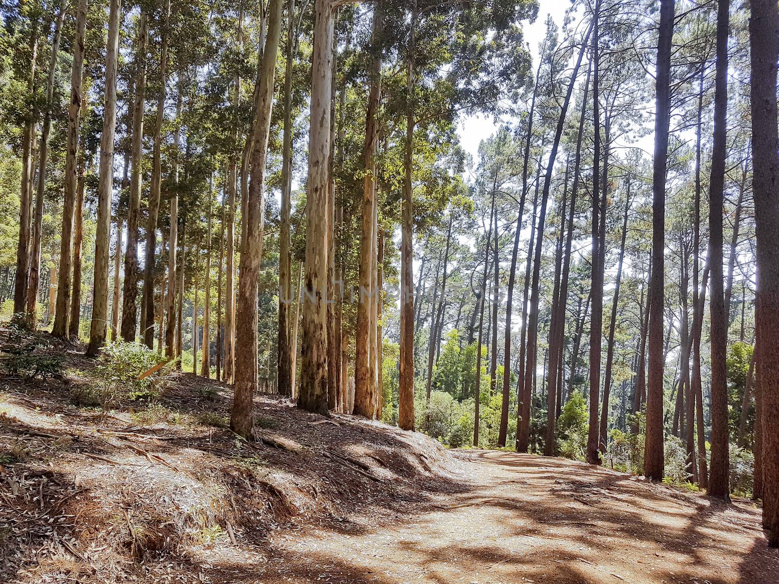 Hiking trail in the Tablemountain National Park, Cape Town, South Africa.