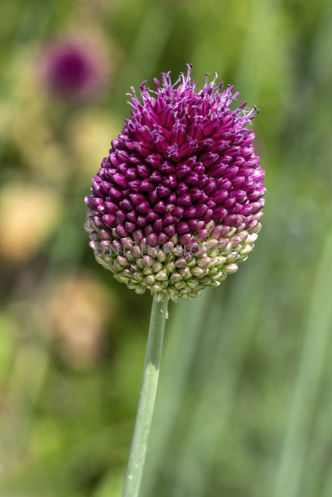 Allium sphaerocephalon a purple spring summer flower perennial bulb plant also known as drumsticks, round headed leek, round headed garlic, ball head onion, stock photo