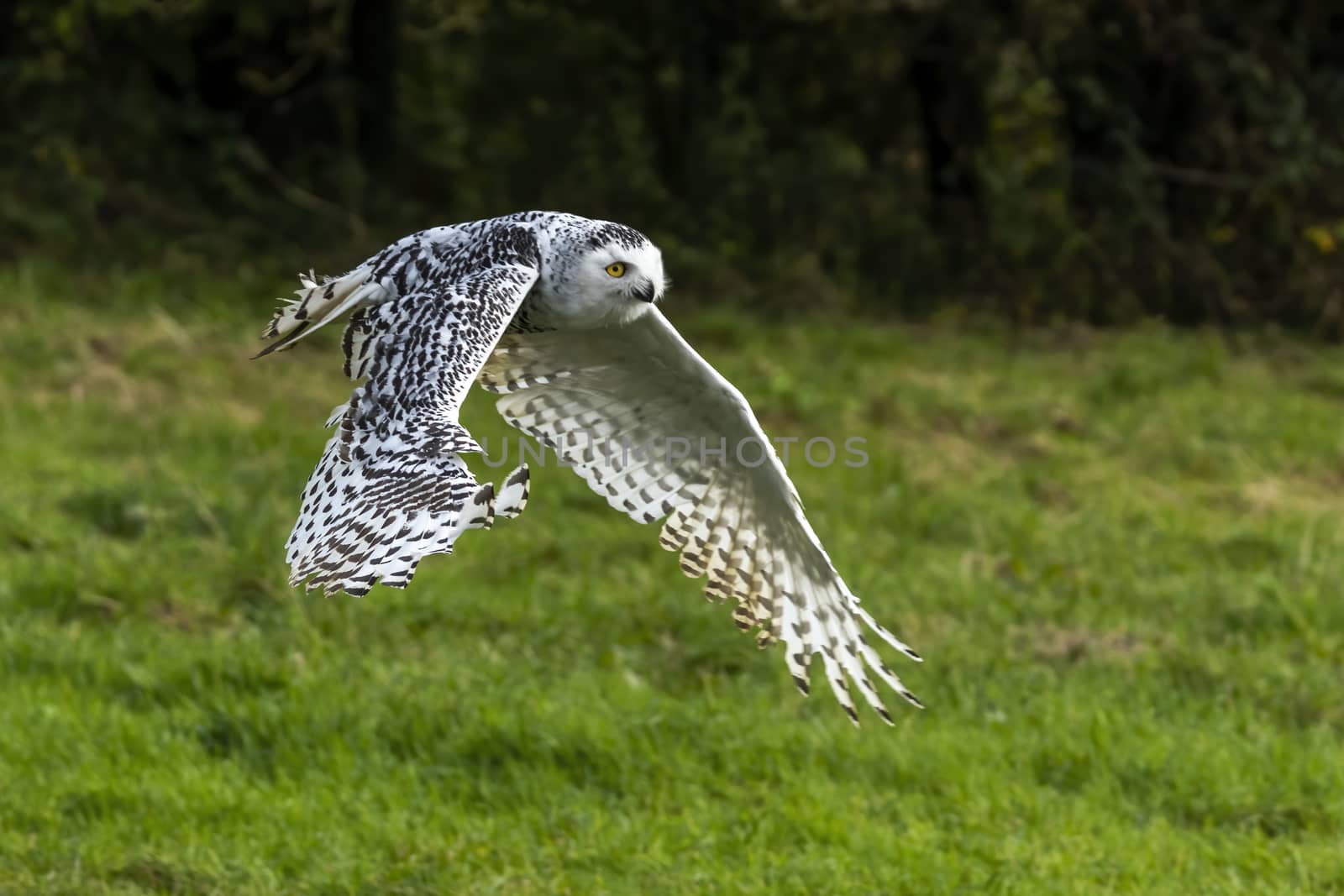 Snowy owl, Bubo scaniacus with open wings spread in flight flying low through meadow grassland stock photo 