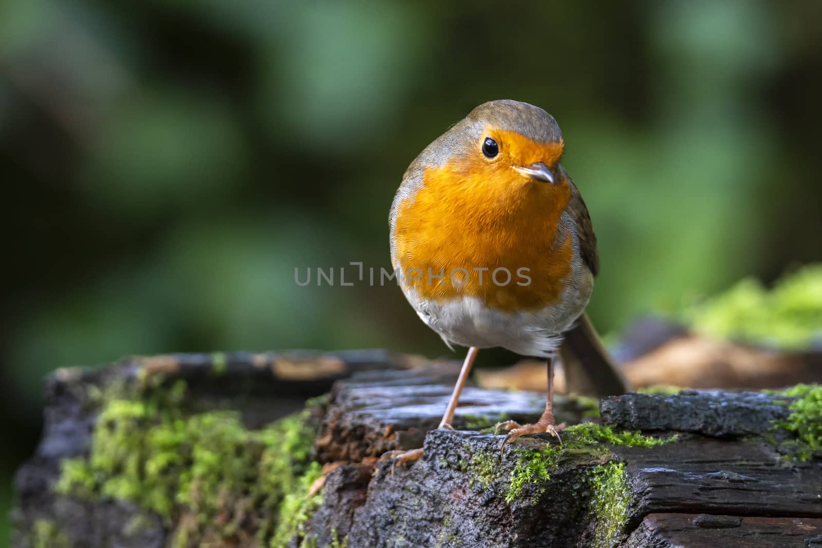 Robin redbreast ( Erithacus rubecula) bird a British European garden songbird with a red or orange breast often found on Christmas cards