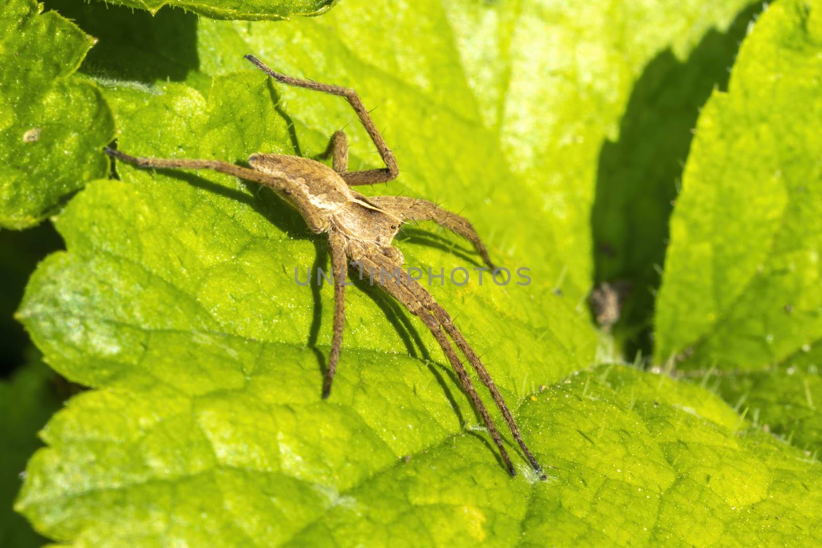 Pisaurina mira (Nursery web spider) a common garden and meadow insect stock photo