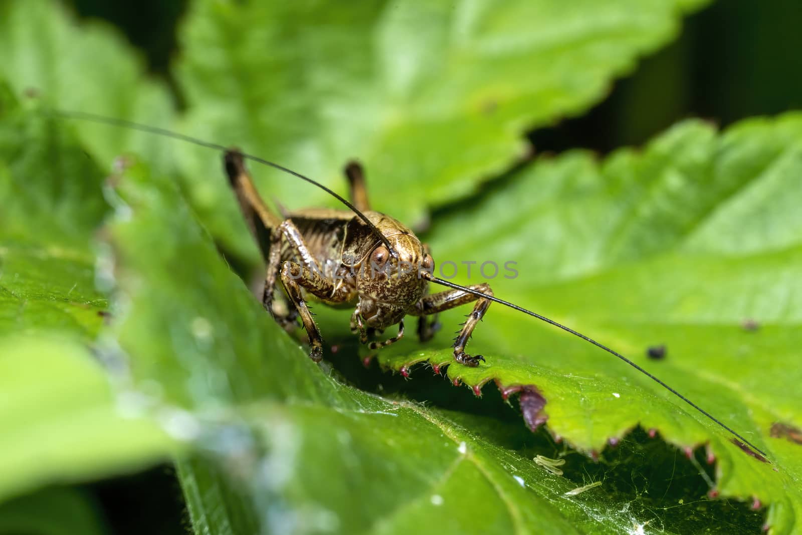 Pholidoptera griseoaptera (Dark Bush Cricket) a common brown insect species found in fields meadows and gardens stock photo