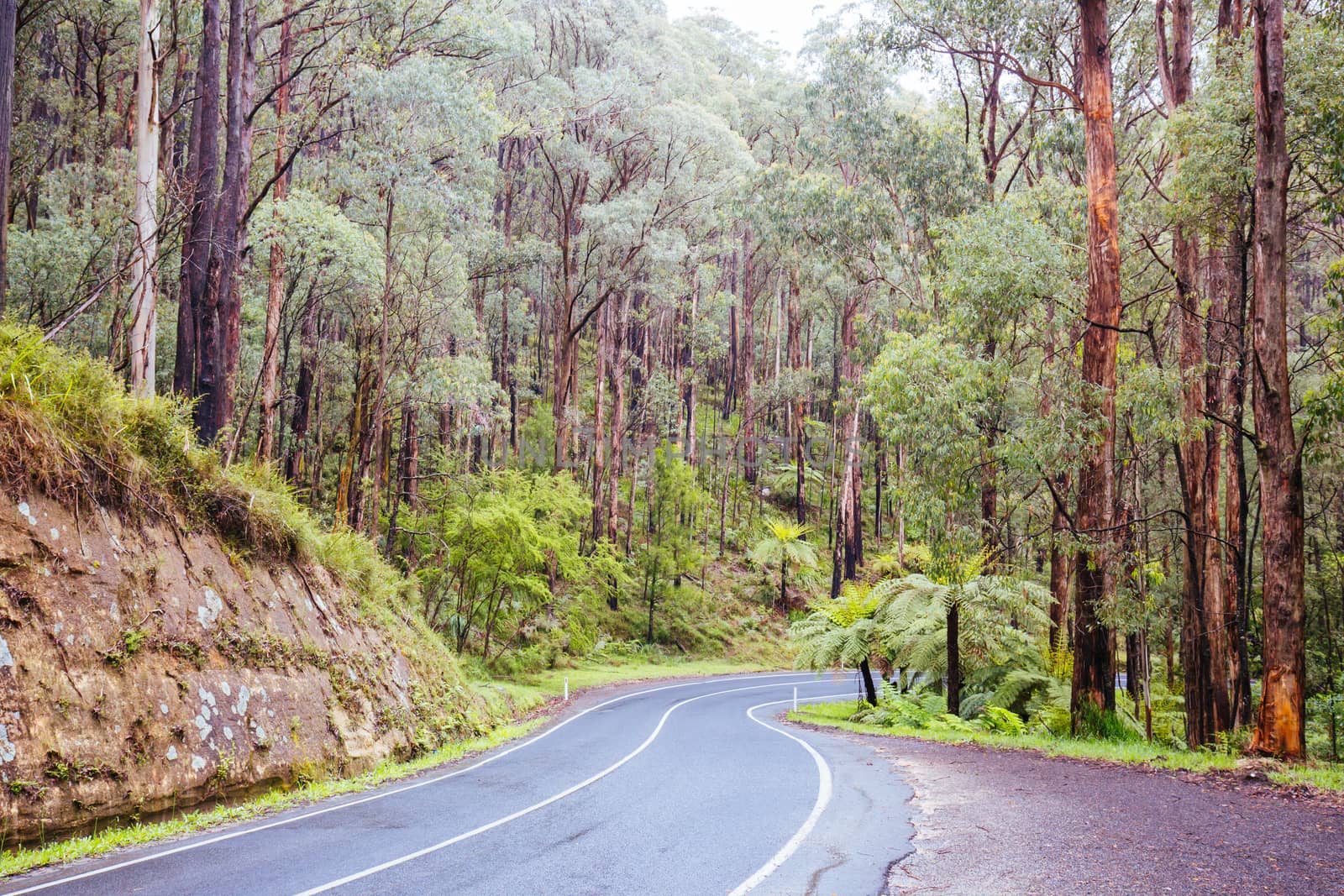 Road to Noojee in Victoria Australia by FiledIMAGE