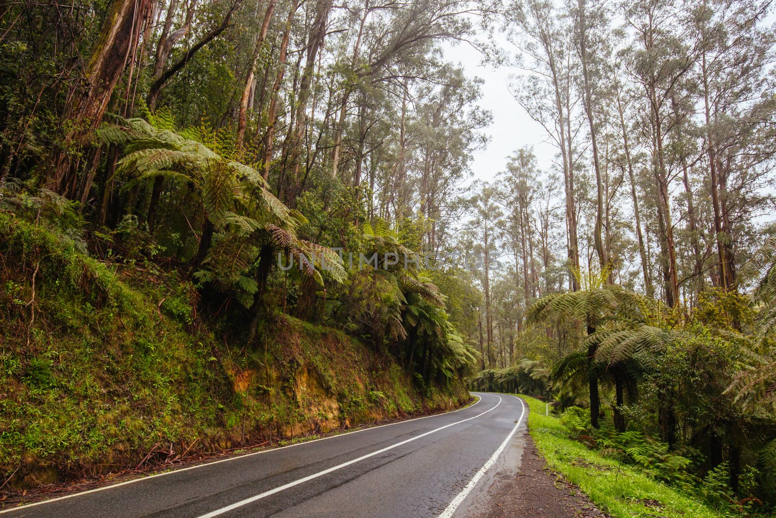 The Yarra Junction to Noojee Rd winds thru ancient forest near Powelltown in Victoria, Australia