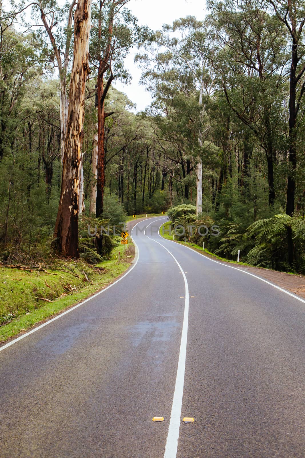 Black Spur Scenery in Australia by FiledIMAGE