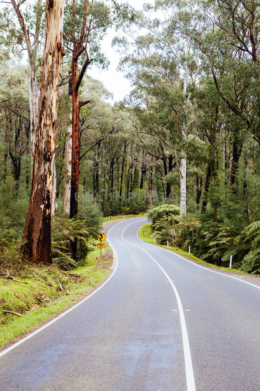 Black Spur Scenery in Australia by FiledIMAGE