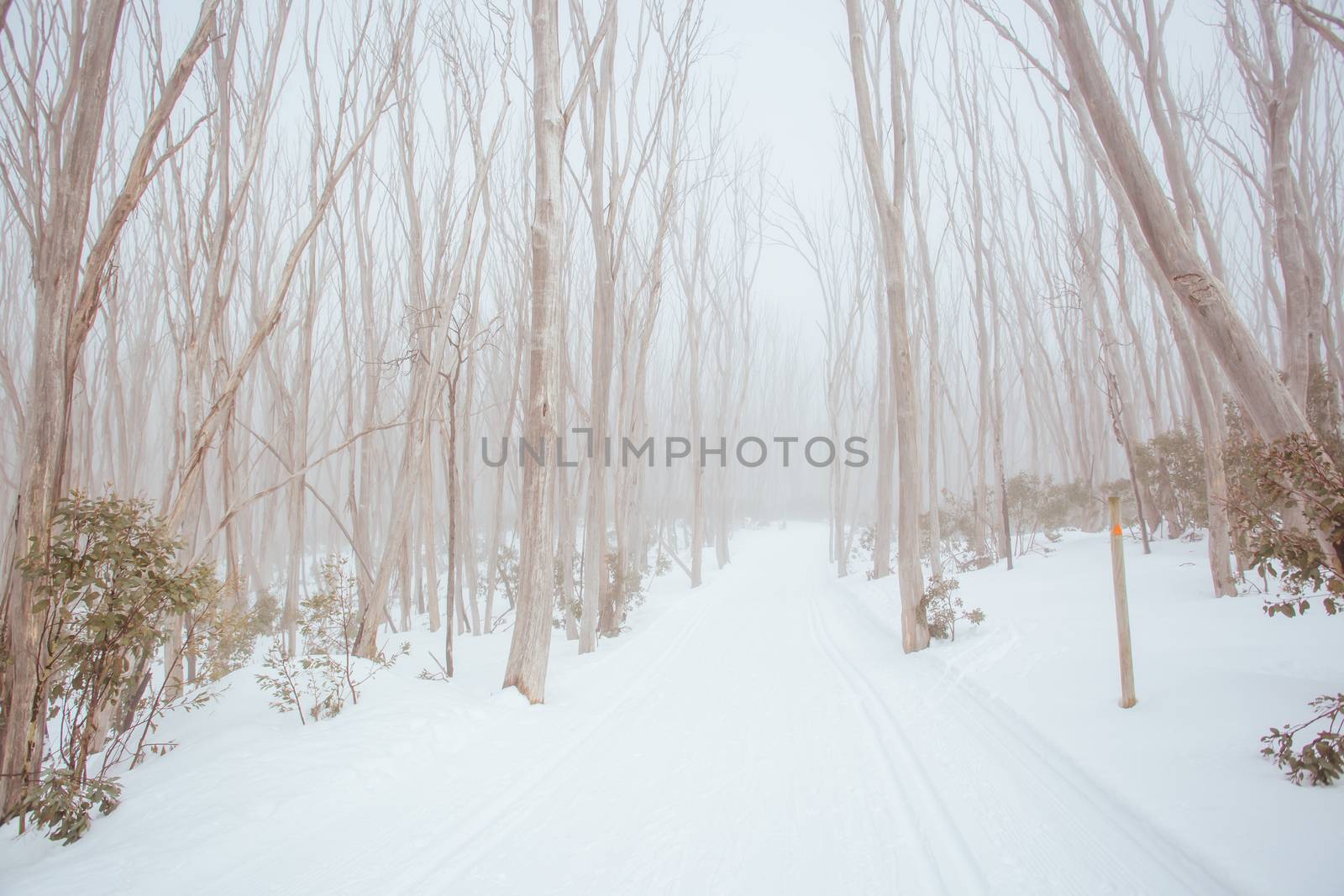 Lake Mountain Trails in Australia by FiledIMAGE