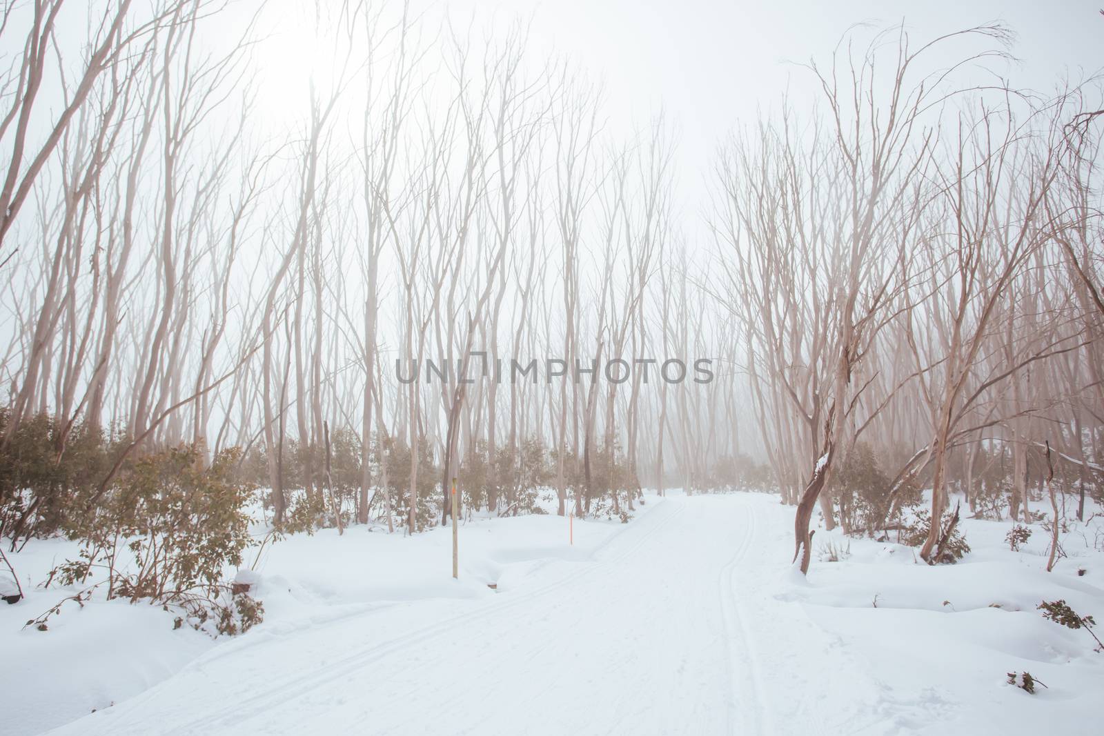 A freshly groomed trail in the middle of winter season at Lake Mountain in Victoria, Australia