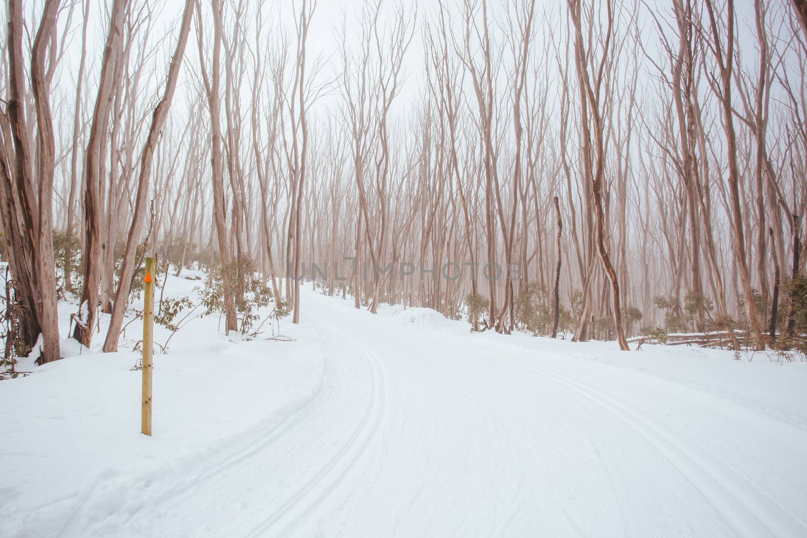 A freshly groomed trail in the middle of winter season at Lake Mountain in Victoria, Australia