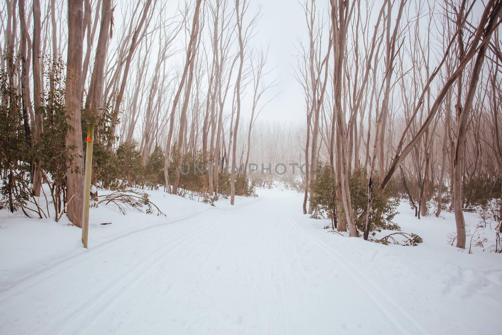 A freshly groomed trail in the middle of winter season at Lake Mountain in Victoria, Australia