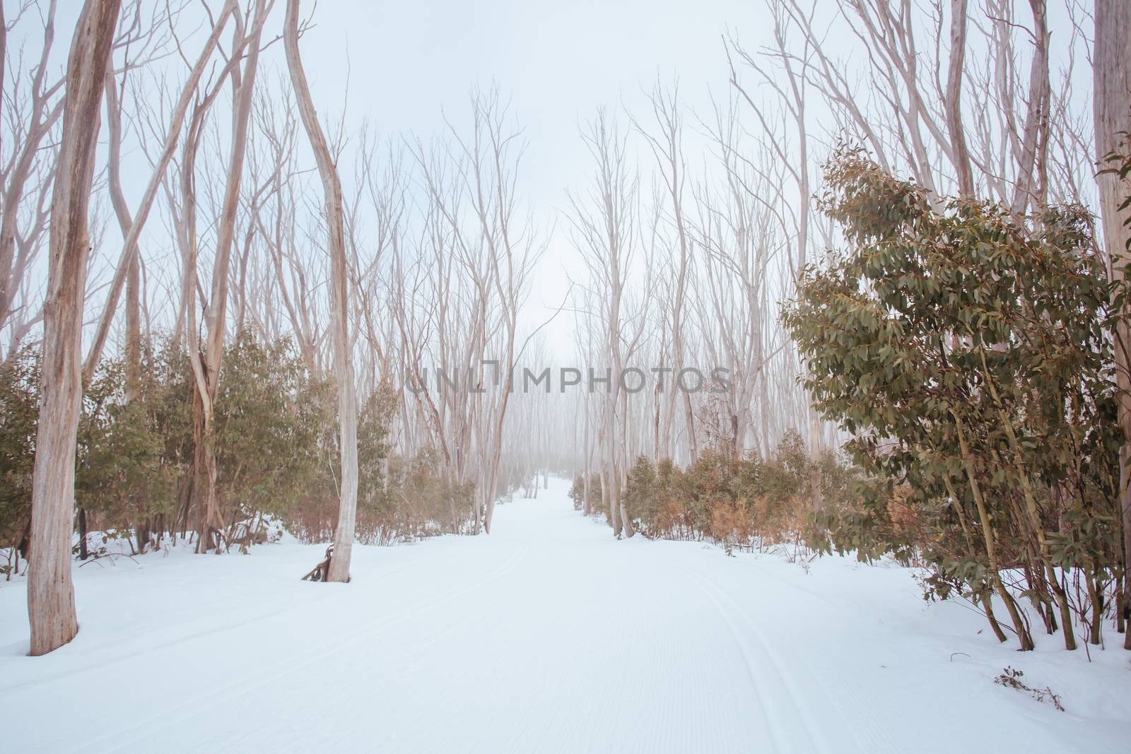 A freshly groomed trail in the middle of winter season at Lake Mountain in Victoria, Australia