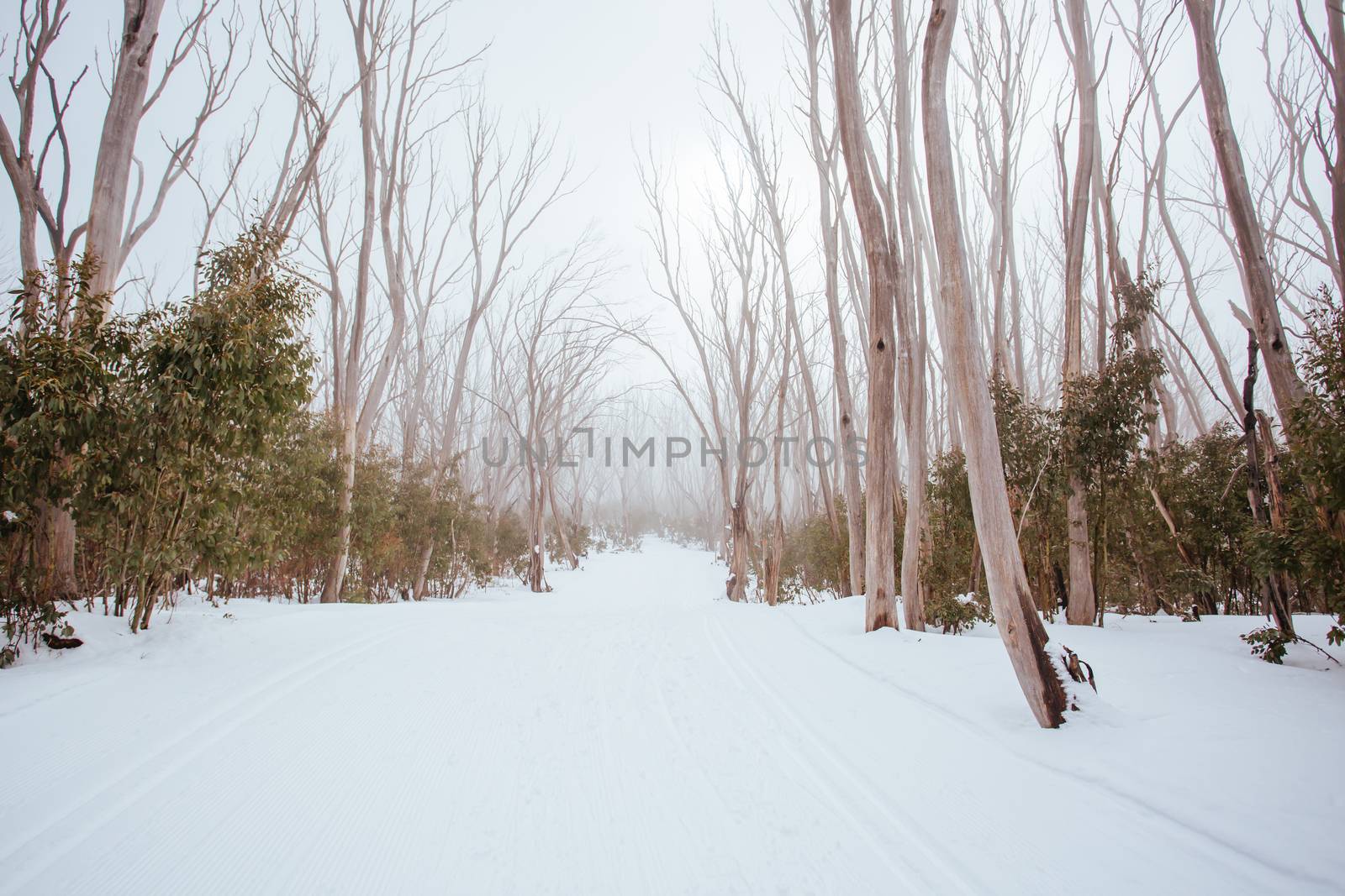 A freshly groomed trail in the middle of winter season at Lake Mountain in Victoria, Australia