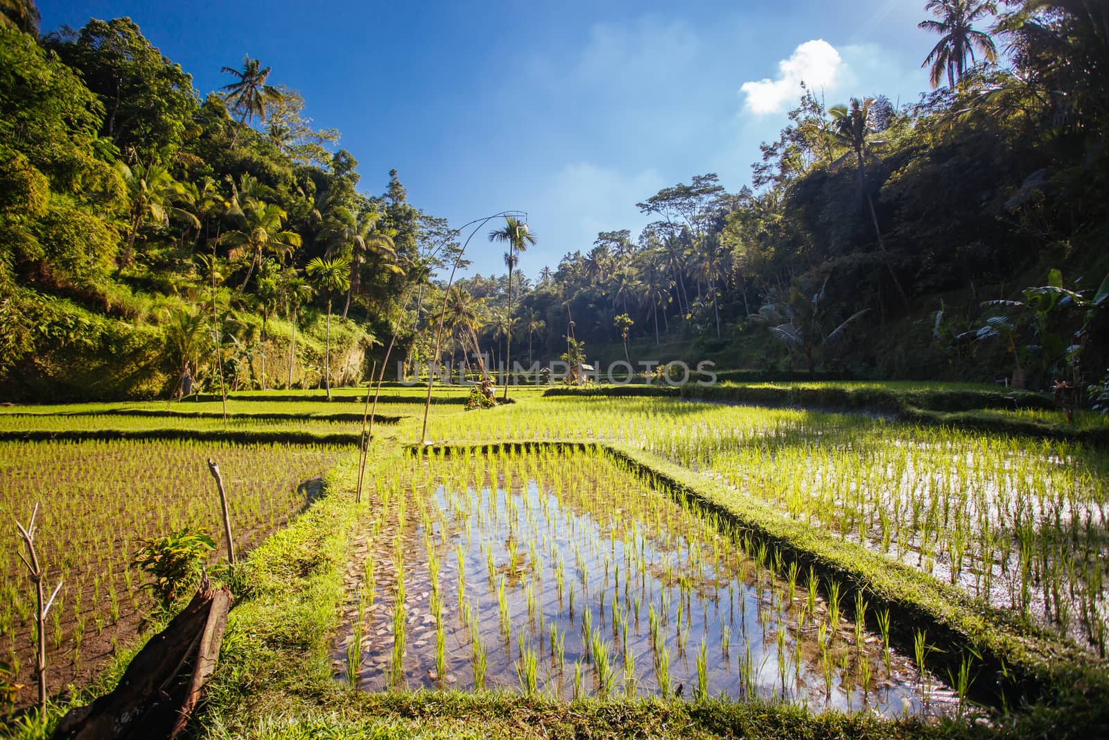 Rice Fields Near Ubud in Indonesia by FiledIMAGE