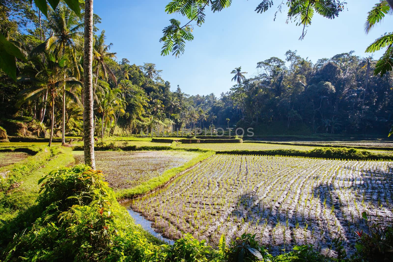 Rice Fields Near Ubud in Indonesia by FiledIMAGE