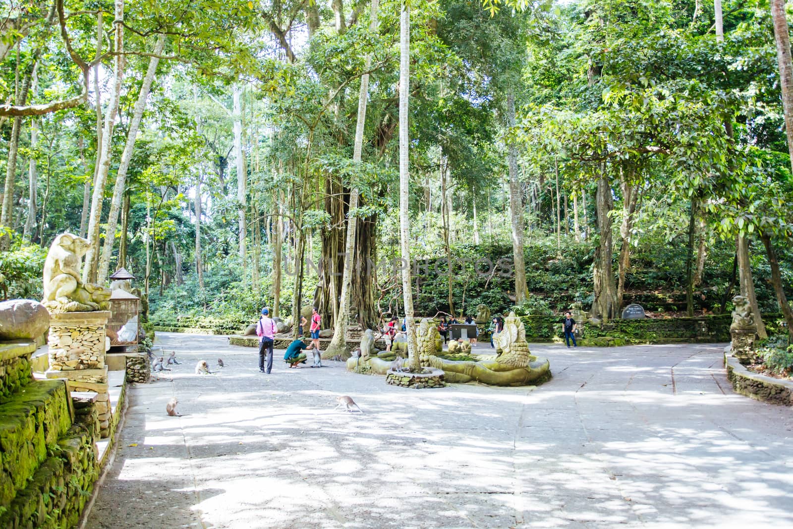 The grounds of Monkey Forest Sanctuary in Ubud, Bali,Indonesia