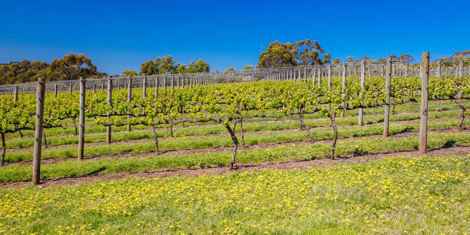 Mornington Peninsula Vines in Australia by FiledIMAGE
