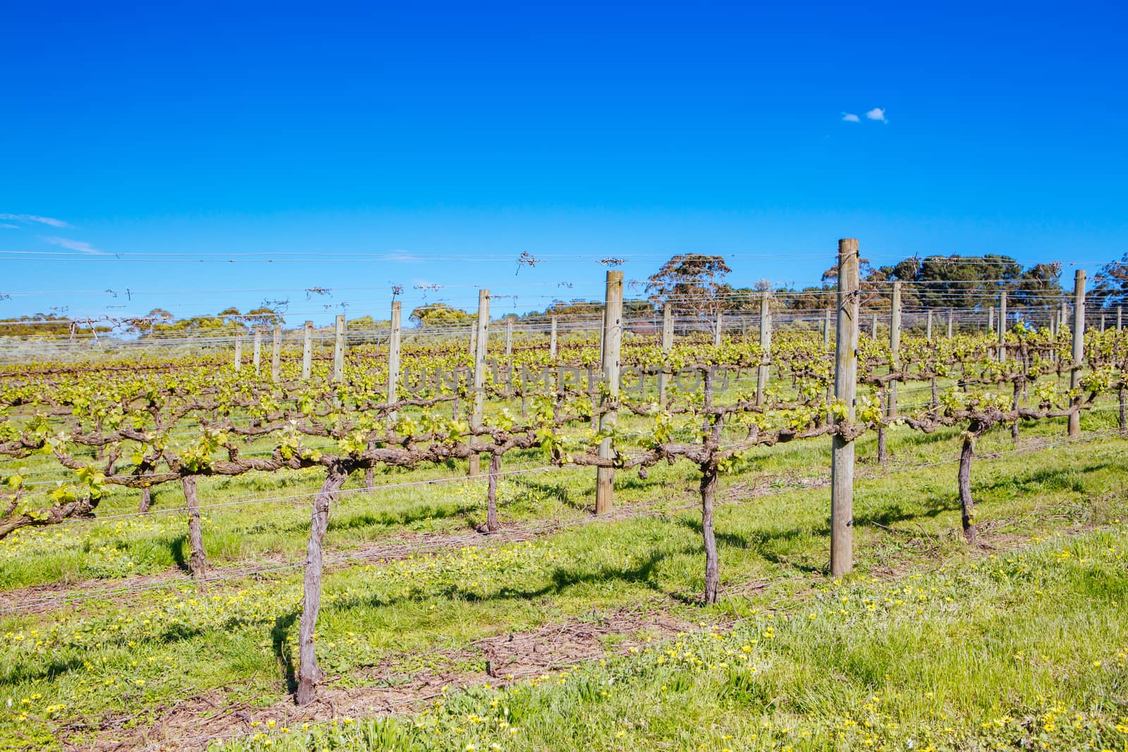 Young vines on a clear sunny day in the Mornington Peninsula, Victoria, Australia