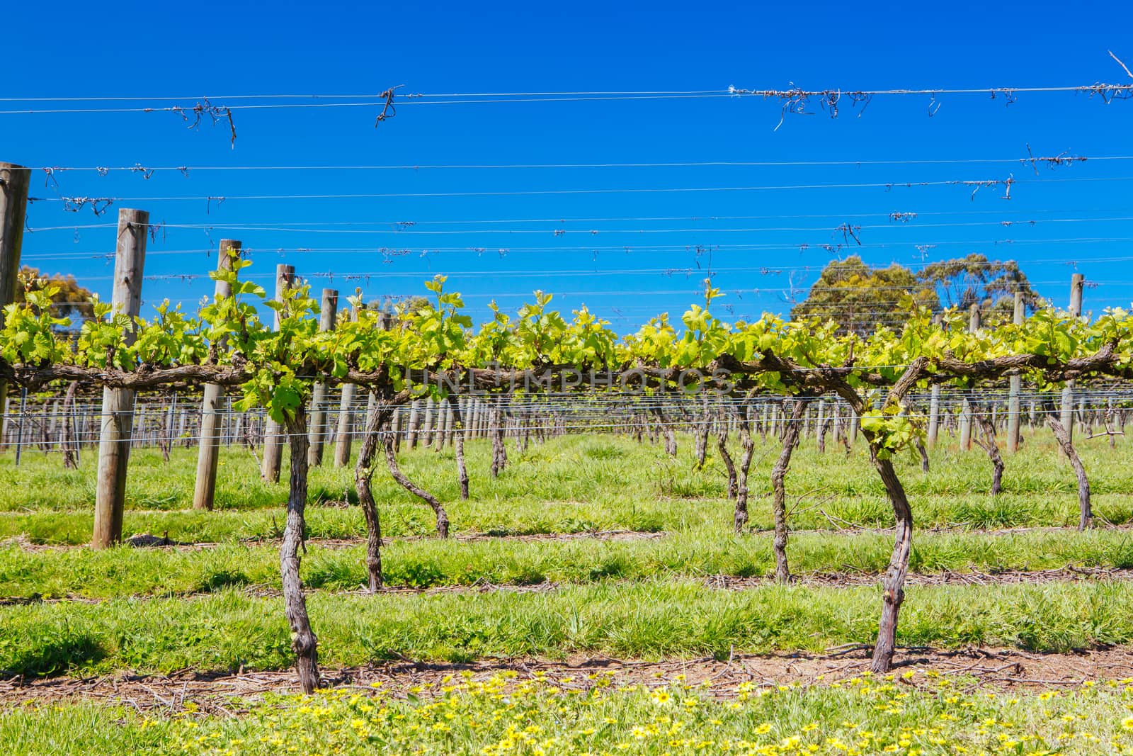 Young vines on a clear sunny day in the Mornington Peninsula, Victoria, Australia